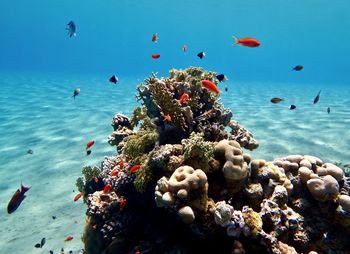 Low angle view of fish swimming in sea