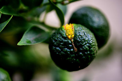 Close-up of fruit growing on plant