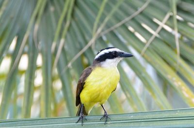 Close-up of bird perching on leaf