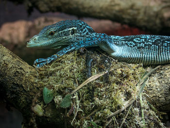 Close-up of lizard on rock