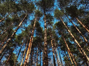 Low angle view of trees in forest against sky