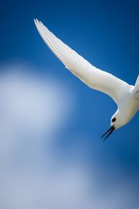 Low angle view of seagull flying against clear blue sky