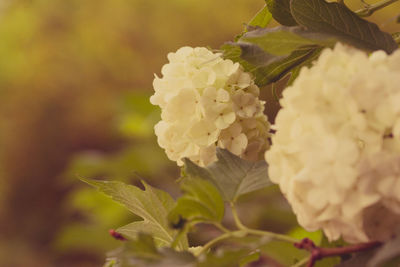 Close-up of white flowering plant