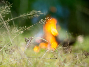 Close-up of plants against blurred background