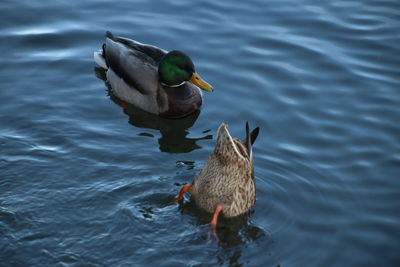 High angle view of ducks swimming in lake