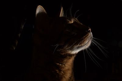 Close-up of cat against black background