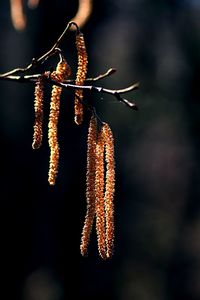 Close-up of red flower hanging on twig