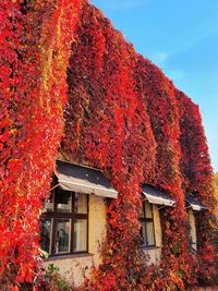 Low angle view of plants against building