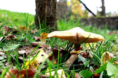 Close-up of mushroom growing on field