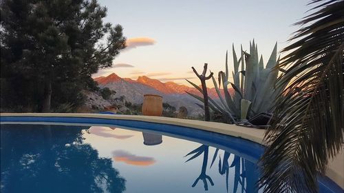 Reflection of palm trees in water