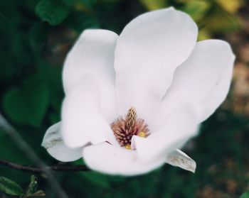 Close-up of white flower blooming outdoors