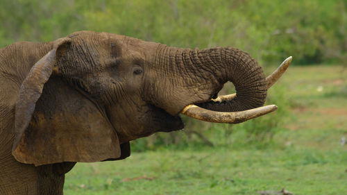 Side view of elephant on field