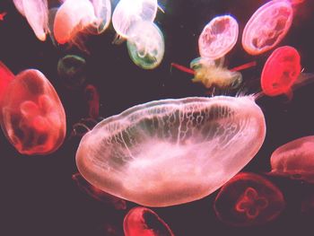 Close-up of jellyfish in water