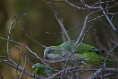 Close-up of bird perching on branch