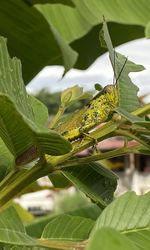 Close-up of insect on leaves