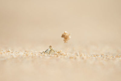 Macro shot of small crab on sand