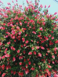 Close-up of red flowering plants