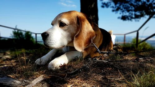 Close-up of dog looking away on field