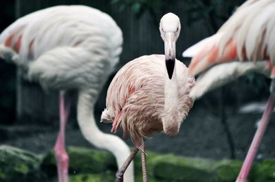 Flamingos perching outdoors