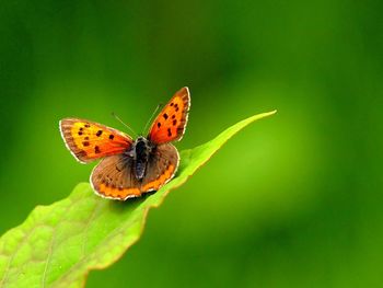 Close-up of butterfly on leaf