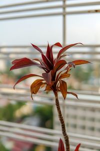 Close-up of red flowering plant