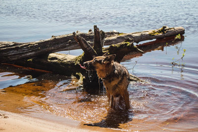 Dog in shallow water