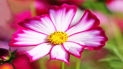 Close-up of pink cosmos flower