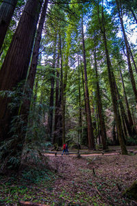 Trees in forest