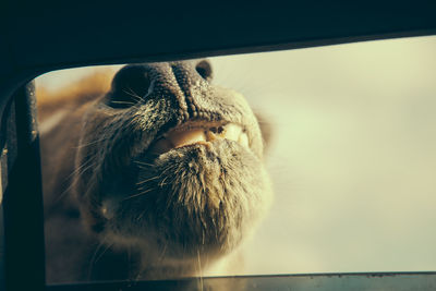 Close-up of a cat