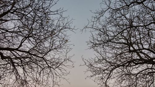 Low angle view of bare trees against sky