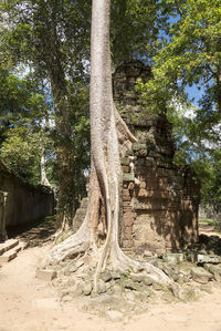 View of tree trunk