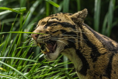 Close-up of a cat