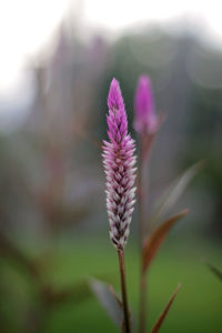 Close-up of pink flowering plant on field