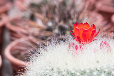 Close-up of wilted plant