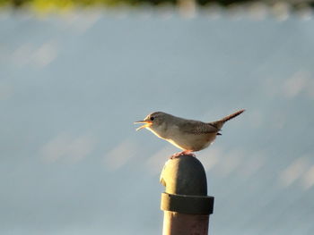 Seagull perching on wall