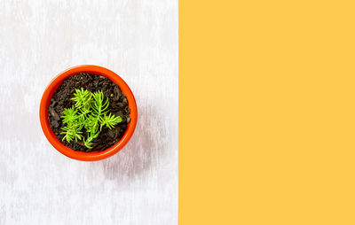 High angle view of vegetables in bowl