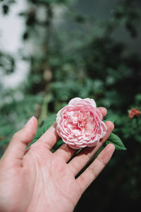 Close-up of hand holding pink rose