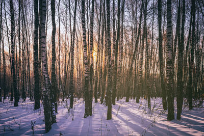 Trees in forest during winter