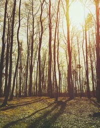 Sun shining through trees in forest