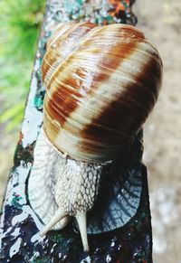 Close-up of snail