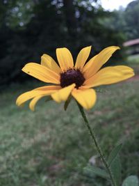 Close-up of yellow flower blooming outdoors