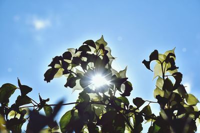 Low angle view of flowering plants against blue sky