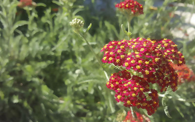 Close-up of red flowers blooming outdoors