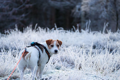 Jack russel terrier standing in frosted grass