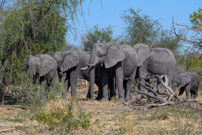 Elephant group in the dry season in the okavango delta, botswana