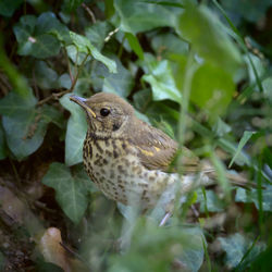 Close-up of bird perching on a plant