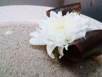 Close-up of white flower