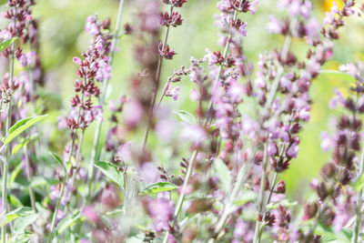 Close-up of pink flowering plants on field