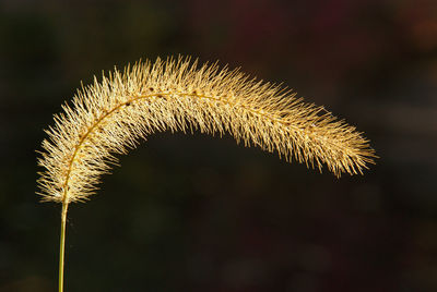 Close-up of dried plant