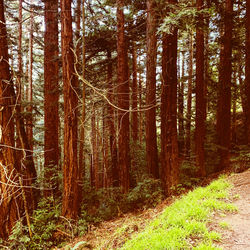 Trees growing in forest